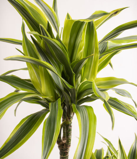 Δρακαινα Dracaena Fragrans 'lemon Surprise' 60-90cm Δρακαινα Dracaena Fragrans 'lemon Surprise' 60-90cm