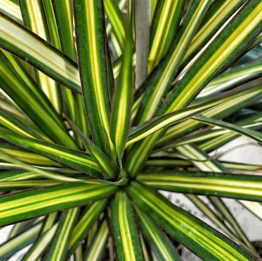 Δρακαινα Μαρτζινατα Dracaena Marginata “golden Dragon” Δρακαινα Μαρτζινατα Dracaena Marginata “golden Dragon”