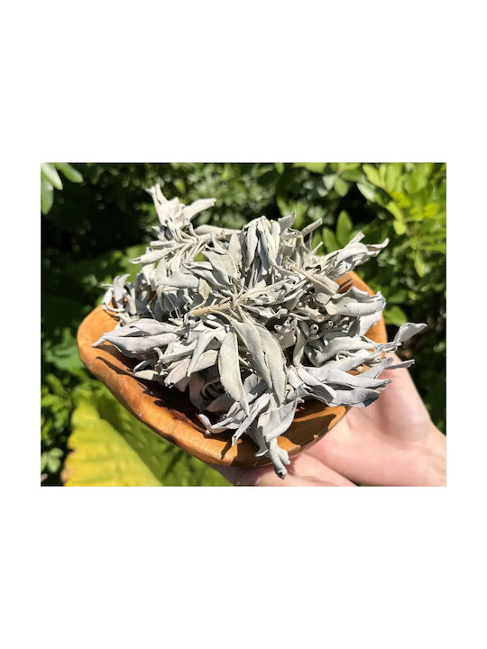 Purification White Sage Smudge Leaves White Sage Leaves 30g