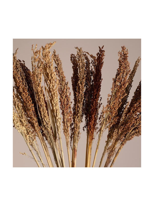 Dried Plant Coffee 80cm in Box 20pcs GloboStar