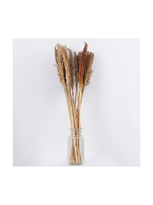 Dried Plant Coffee 80cm in Box 20pcs GloboStar