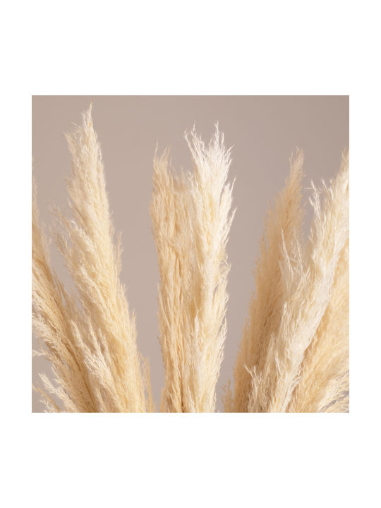 Αποξηραμένο Φυτό Pampas grass Μπεζ/Εκρού 80cm 10τμχ GloboStar