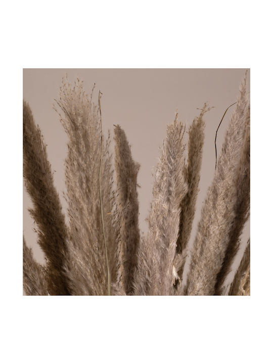 Αποξηραμένο Φυτό Pampas grass Καφέ/Γκρι 80cm 10τμχ GloboStar