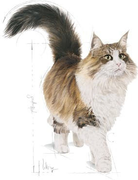 Royal Canin Sterilised Wet Food for Adult Cats in Pouches with Tuna 12x85gr