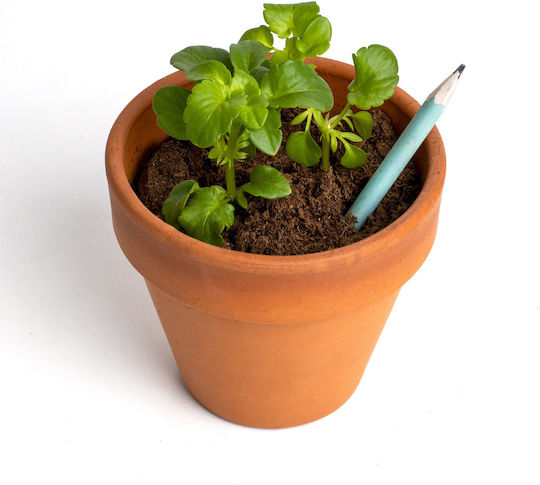Plantable Pencils Chamomile