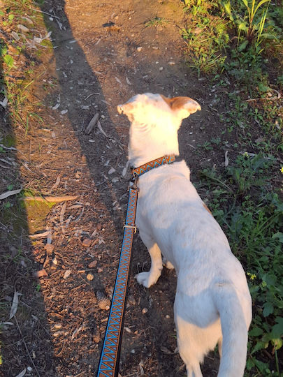 Bailu Foldable Dog Leash/Lead Strap in Brown color