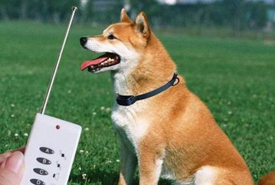 Elektrisches Trainingshalsband für Hunde