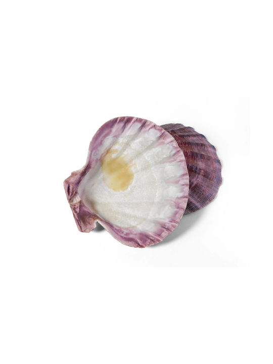 Burner Shell Incense Natural Scallop Lion's Paw 13cm