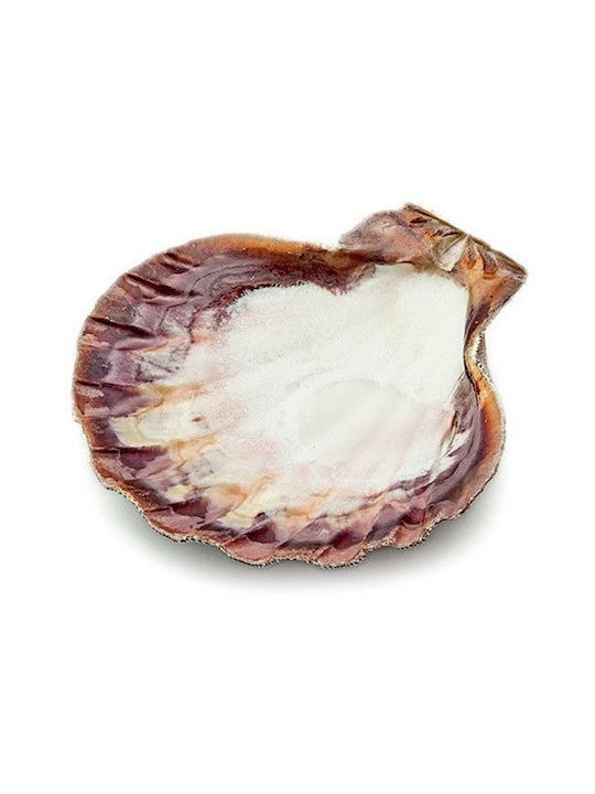 Burner Shell Incense Natural Scallop Lion's Paw 13cm