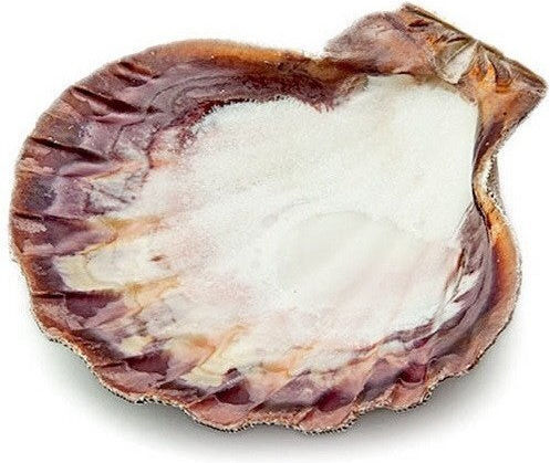 Burner Shell Incense Natural Scallop Lion's Paw 13cm