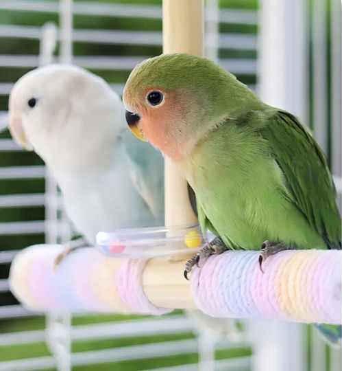Πατήθρα Κούνια Παπαγαλάκια Birds Kingdom Τραμπάλα 20χ20εκ