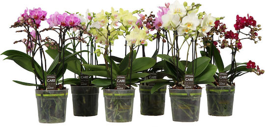 Phalaenopsis Multiflora "oh So Many Flowers "