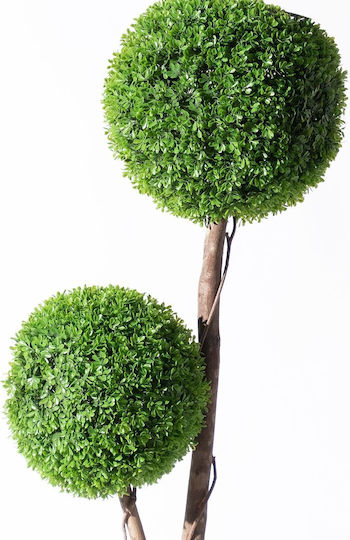Πυξάρι Εξωτερικού Χώρου 120cm Supergreens