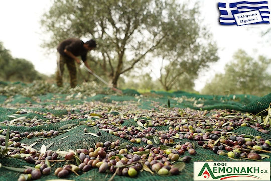 Olivenet Olive Net Extra 8x12m Density 95gr/m²