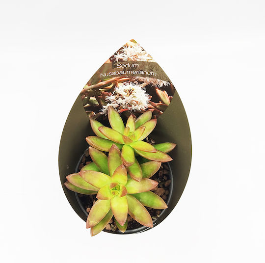Kaktus Sedum Nussbaumerianum Kaktus Sedum Nussbaumerianum