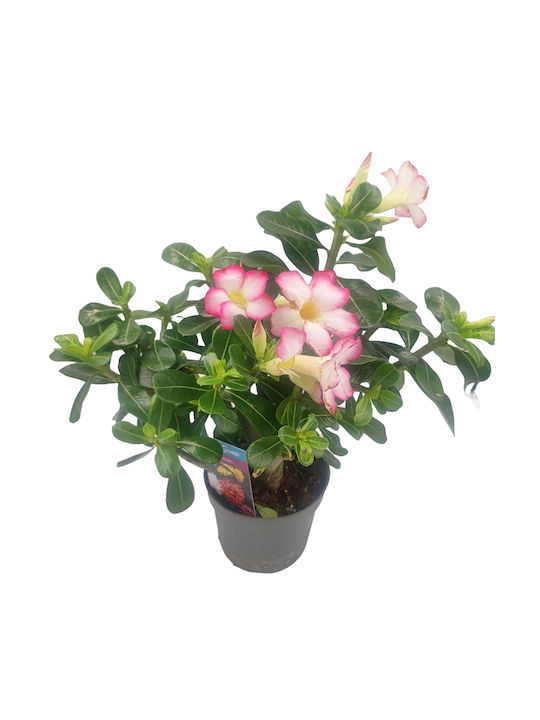 Plantă Adenium Obesum Trandafirul Deșertului