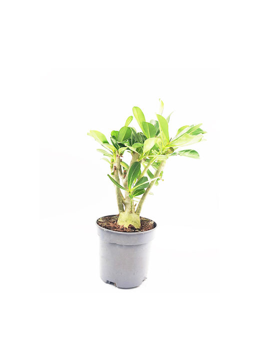 Plantă Adenium Obesum Trandafirul Deșertului