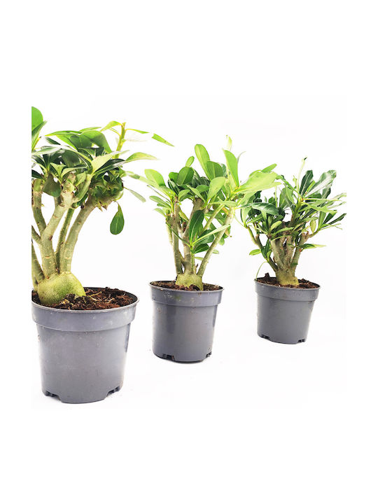 Plantă Adenium Obesum Trandafirul Deșertului