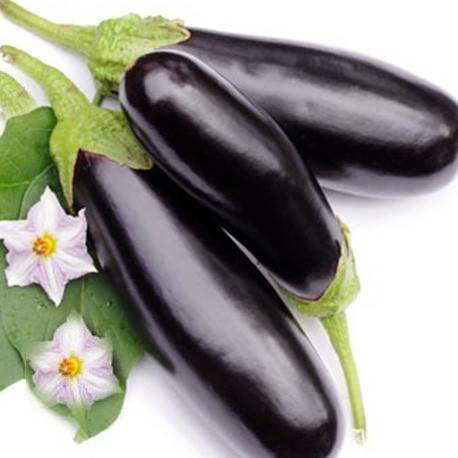 Gemma Seeds Aubergine Black 1gr
