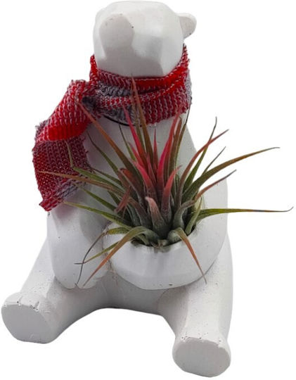 Gift for Teacher – Teddy Bear Air Plant Arrangement