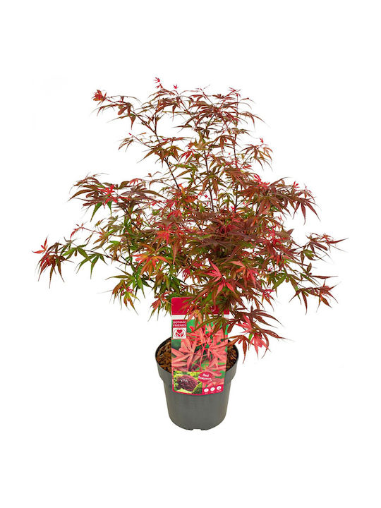 Acer Palmatum “shaina” Acer Palmatum “shaina”