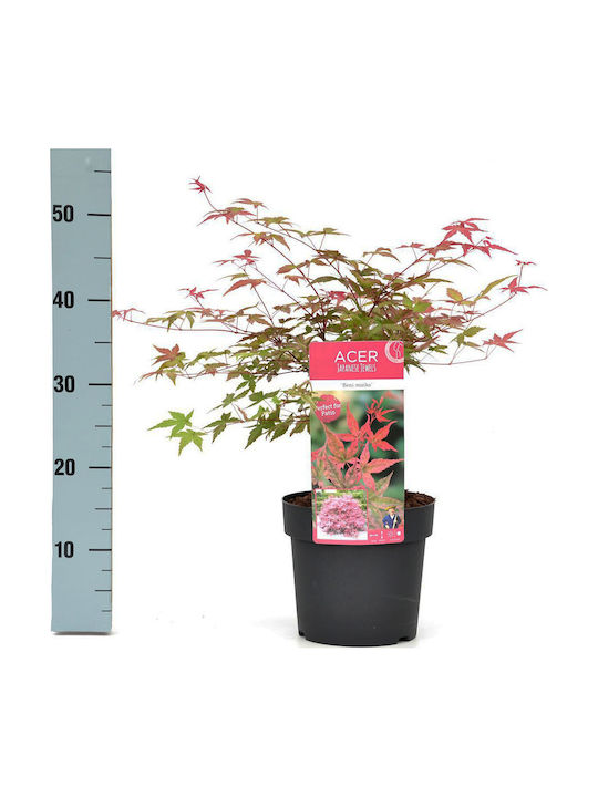 Acer Palmatum “beni Maiko” Acer Palmatum “beni Maiko”