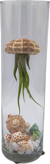 Compoziție Tillandsia Jellyfish – Tillandsia Usneoides