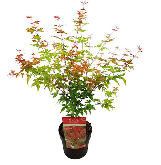 Acer Palmatum “beni Maiko”