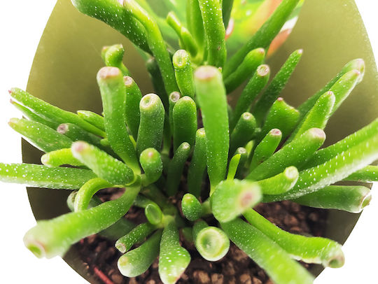 Crassula Ovata Gollum Plantă Suculentă „Urechile Lui Shrek” – 12 cm Crassula Ovata Gollum Plantă Suculentă „Urechile Lui Shrek” – 12 cm