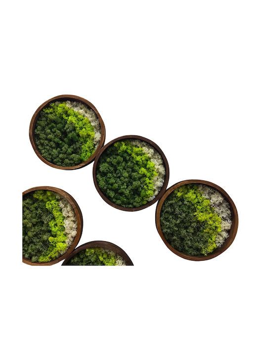 Arrangement Moss Dried Preserved Decorative Tabletop