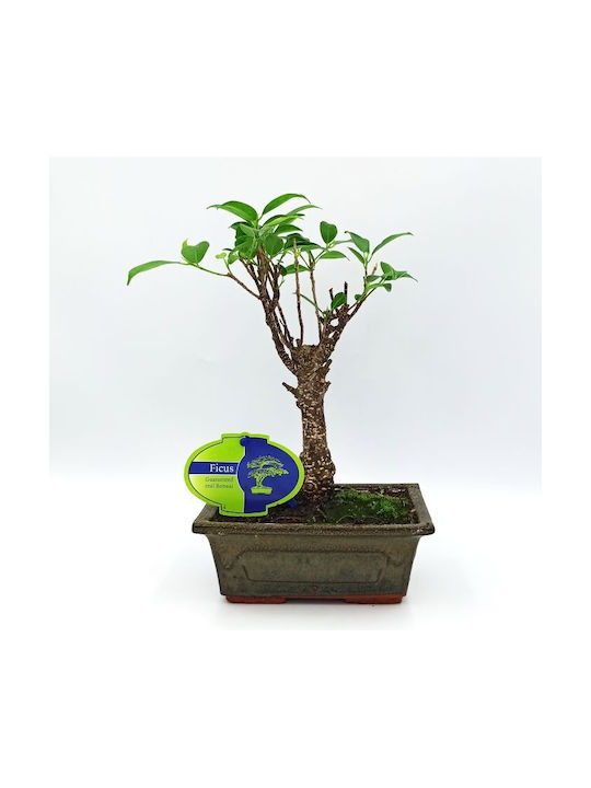 Αυθεντικό Μπονσάι Ficus Baby