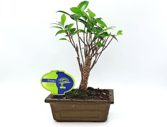 Authentic Ficus Baby Bonsai