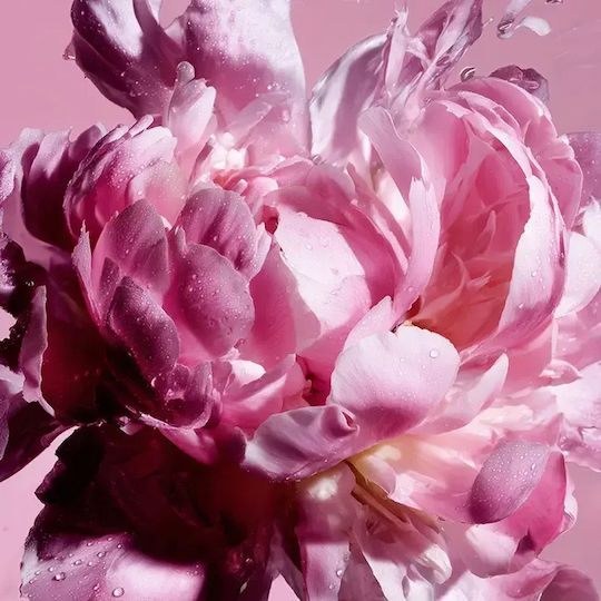 Viktor & Rolf Flowerbomb Pretty Peony Eau de Parfum Damenparfums Kapazität Ml 50