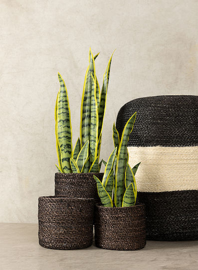 InTheBox Wicker Plant Pot Black