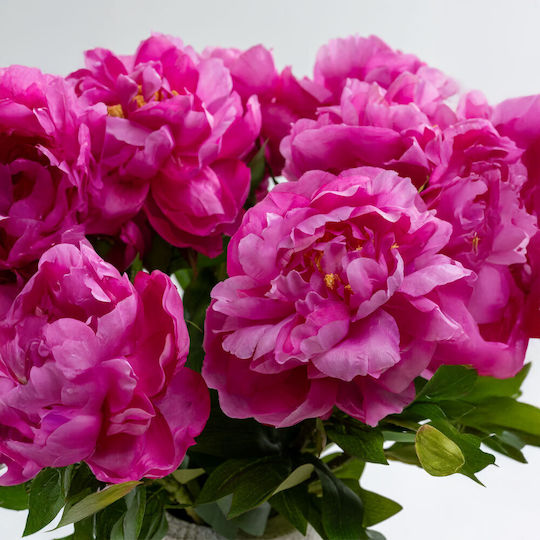 Декоративно изкуствено растение Peony Fuchsia 36бр InTheBox