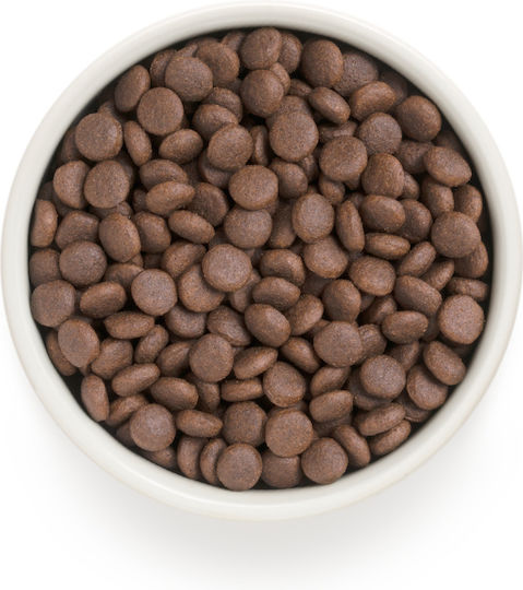 Grandorf Holistic & Hypoallergenic 1kg Dry Food Gluten-Free for Adult Medium & Large Breed Dogs with Turkey