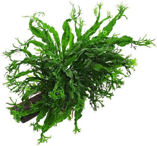 Stoffels Microsorum Live Aquarium Plant