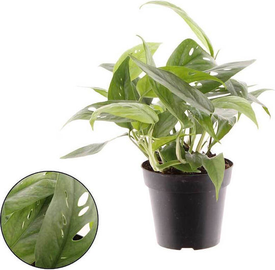 Синя' Вътрешна EPIPREMCEBUBLUE12CM Синя' Вътрешна EPIPREMCEBUBLUE12CM