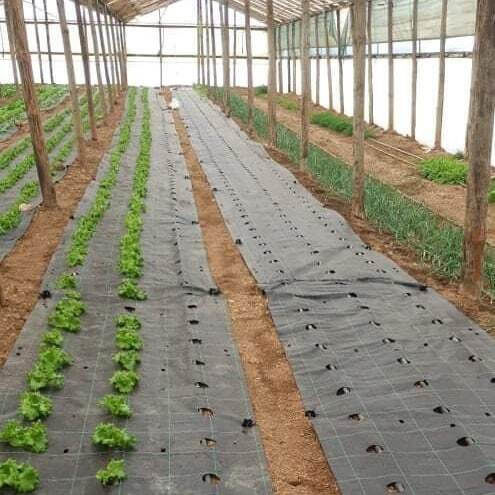 Υφασμα Εδαφοκαλυψης Prokrob Αγγουρι Ντοματα Μελιτζανα 1x5m 16 Θεσεις 99103