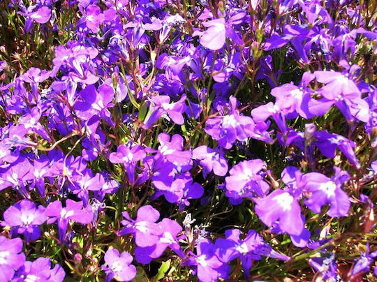 Lobelia Seed Pack 0.1 Gram