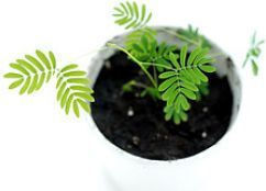 Mimosa Mimosa Pudica 0.5g Seeds Plant Shakes Do Not Touch Me