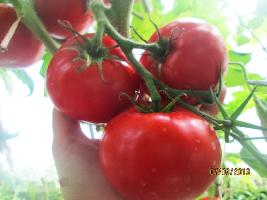 Tomate Bononia 1g Samen