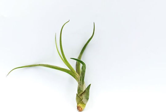Αερόφυτο Tillandsia Bulbosa – Xl