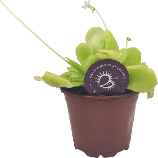 Pinguicula – Πινγουικούλα Σαρκοφάγο Φυτό