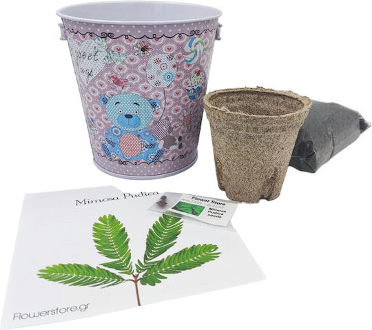 Cultivați Propriul Kit De Mimosa – Ideal Pentru Copii