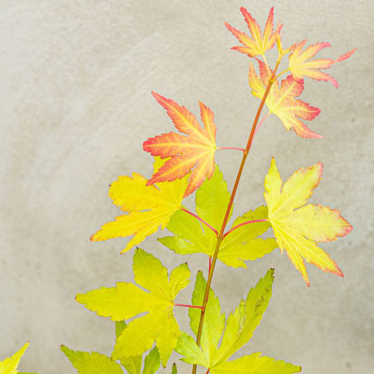 Acer Palmatum ”Vis Portocaliu”
