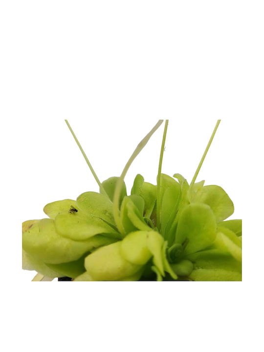 Pinguicula – Пингуикула Месоядна Растение