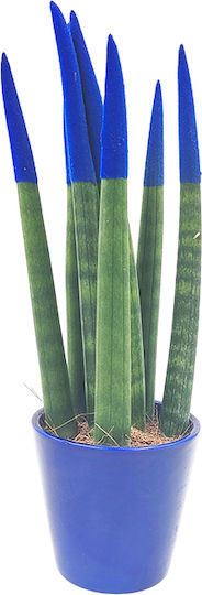 Sansevieria Zylindrische Topfpflanze Verschiedene Farben – 30-32cm Höhe Sansevieria Zylindrische Topfpflanze Verschiedene Farben – 30-32cm Höhe