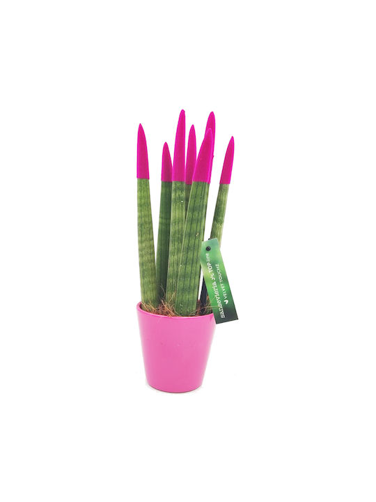 Sansevieria Zylindrische Topfpflanze Verschiedene Farben – 30-32cm Höhe