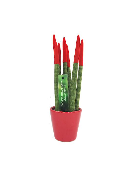 Sansevieria Zylindrische Topfpflanze Verschiedene Farben – 30-32cm Höhe